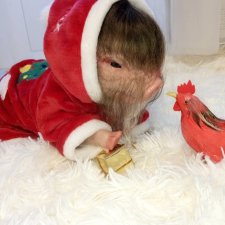 Джулия-озорнушка