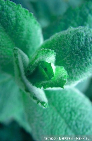 Магия мяты — Куклы Integrity Toys (Интегрити): Poppy Parker