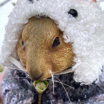 Как Картошка стала Редькой