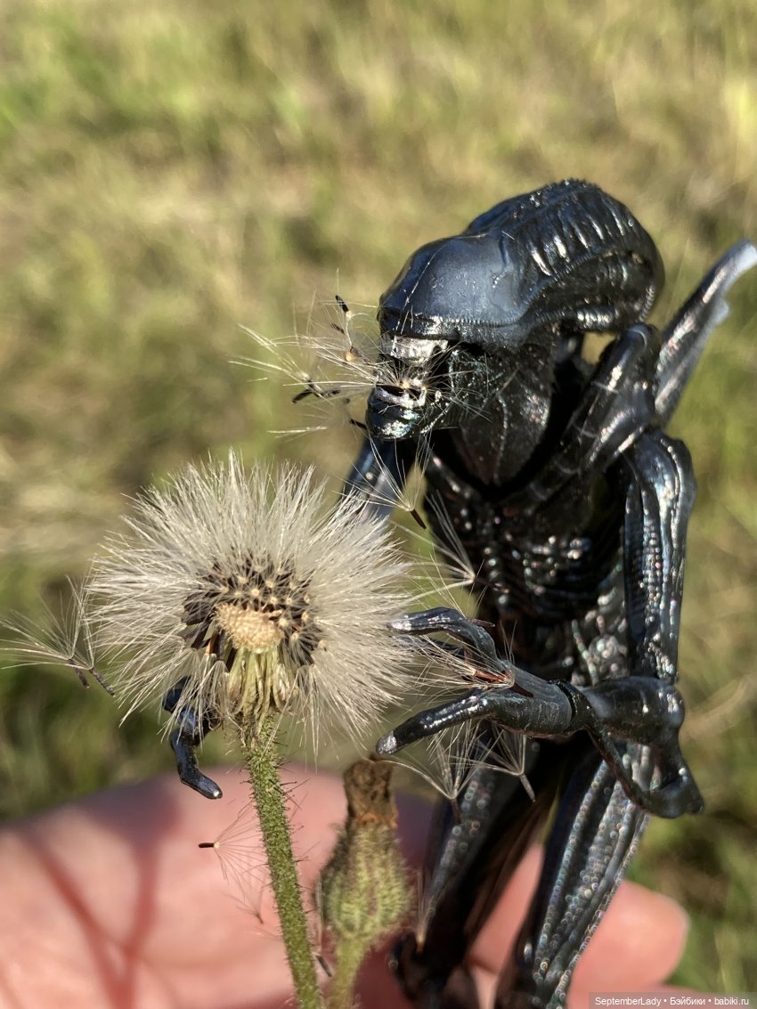 Как Чуня на дачу ездила или Чужая на даче. Часть 1 (фото 9)