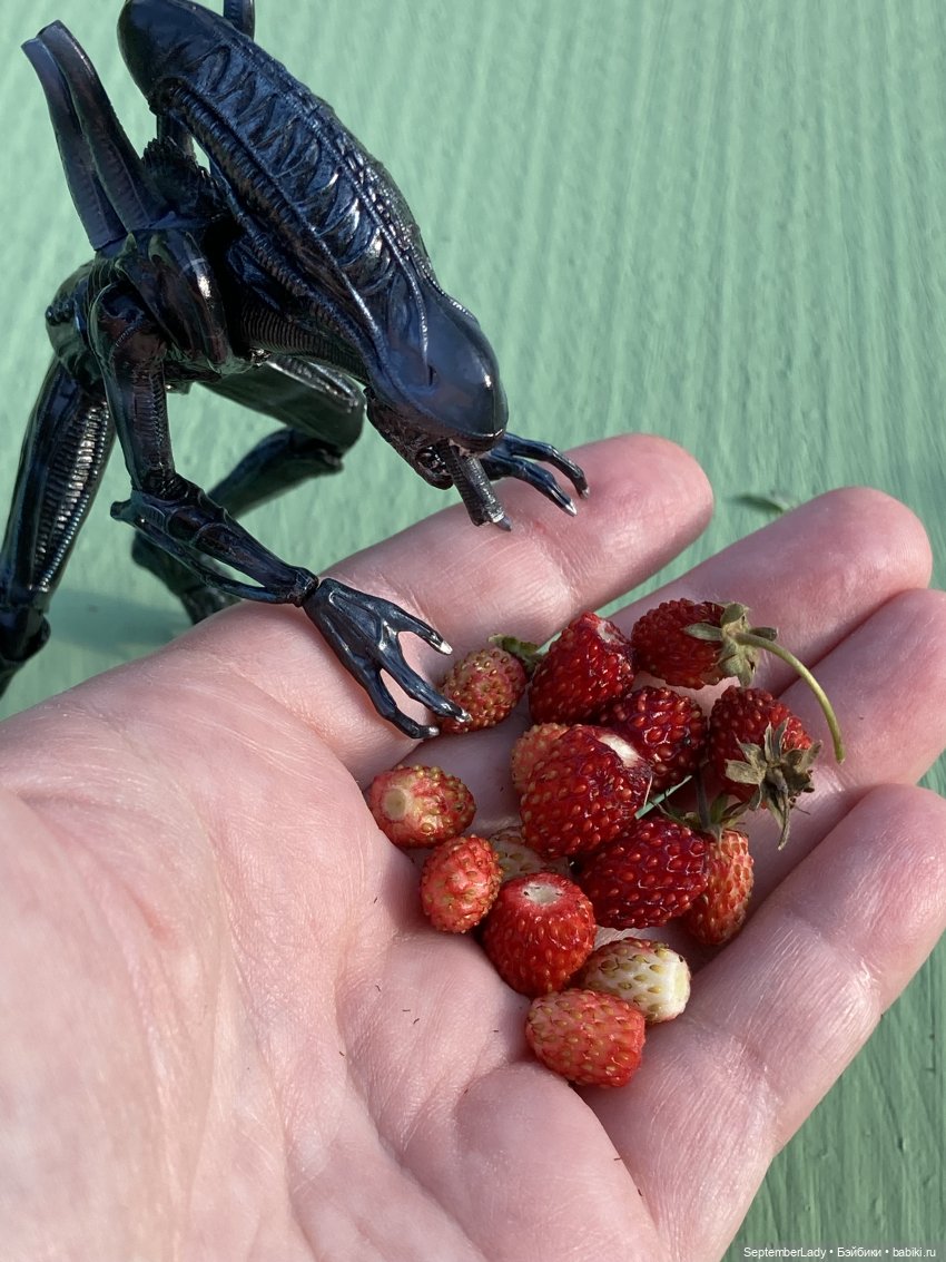 Как Чуня на дачу ездила или Чужая на даче. Часть 1