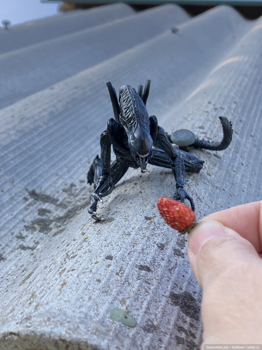 Как Чуня на дачу ездила или Чужая на даче. Часть 1