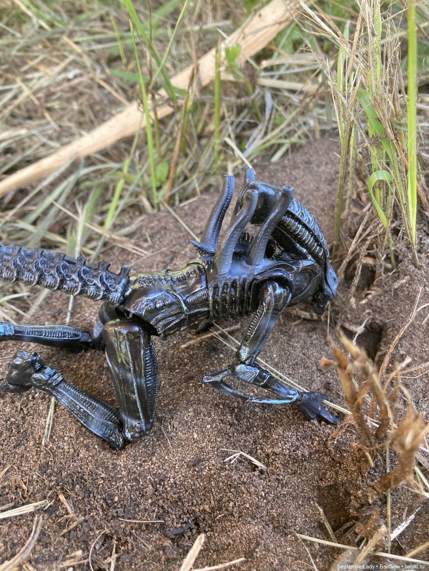 Как Чуня на дачу ездила или Чужая на даче. Часть 1 (фото 3)