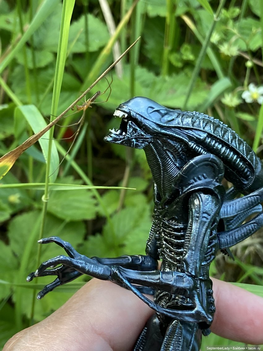 Как Чуня на дачу ездила или Чужая на даче. Часть 1 (фото 6)