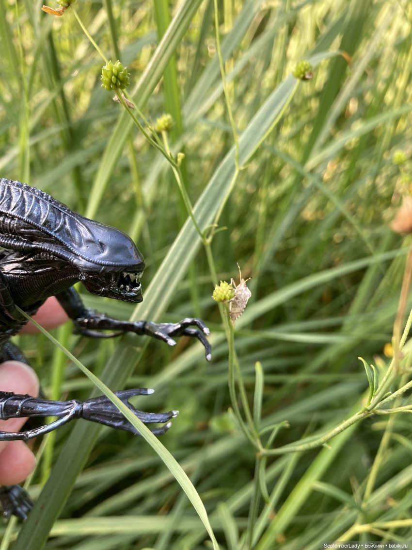 Как Чуня на дачу ездила или Чужая на даче. Часть 1 (фото 5)