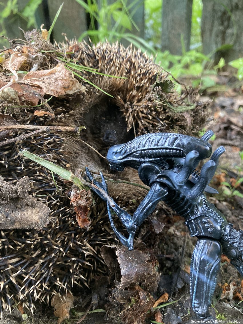 Как Чуня на дачу ездила или Чужая на даче. Часть 1 (фото 2)