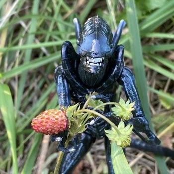 Как Чуня на дачу ездила или Чужая на даче. Часть 1.