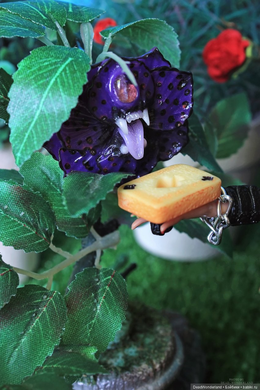 Kat in Wonderland — Куклы Monster High и Ever After High: G1 (фото 7)