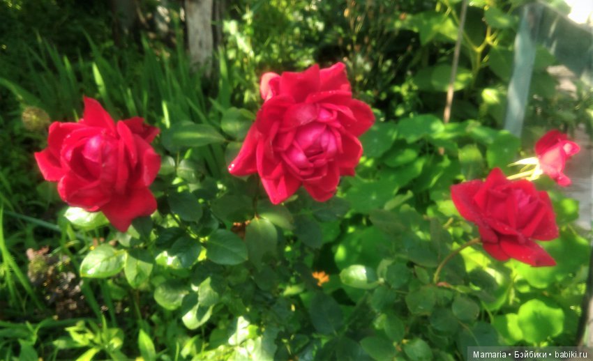 розы