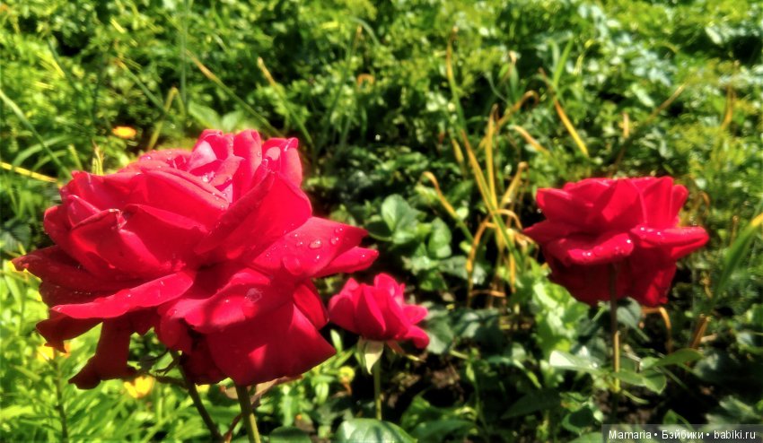 розы
