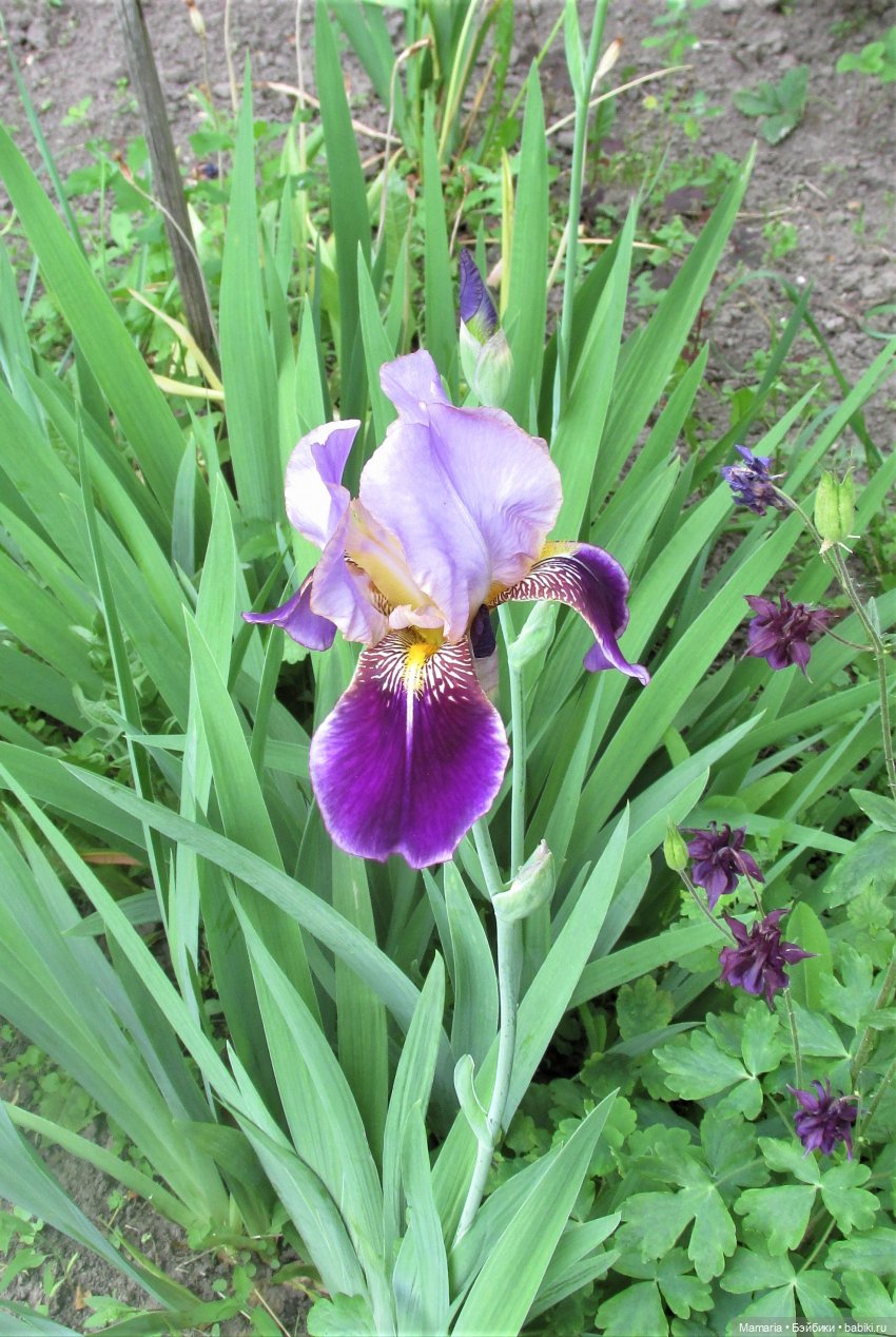 ирис