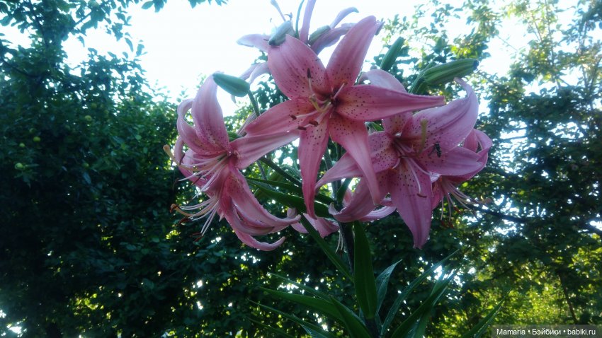 лилии