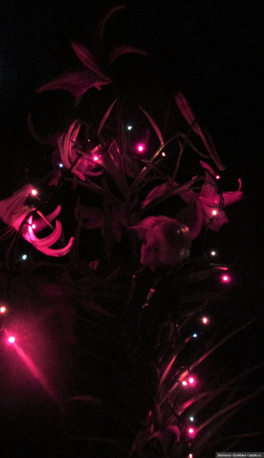 братц подделка