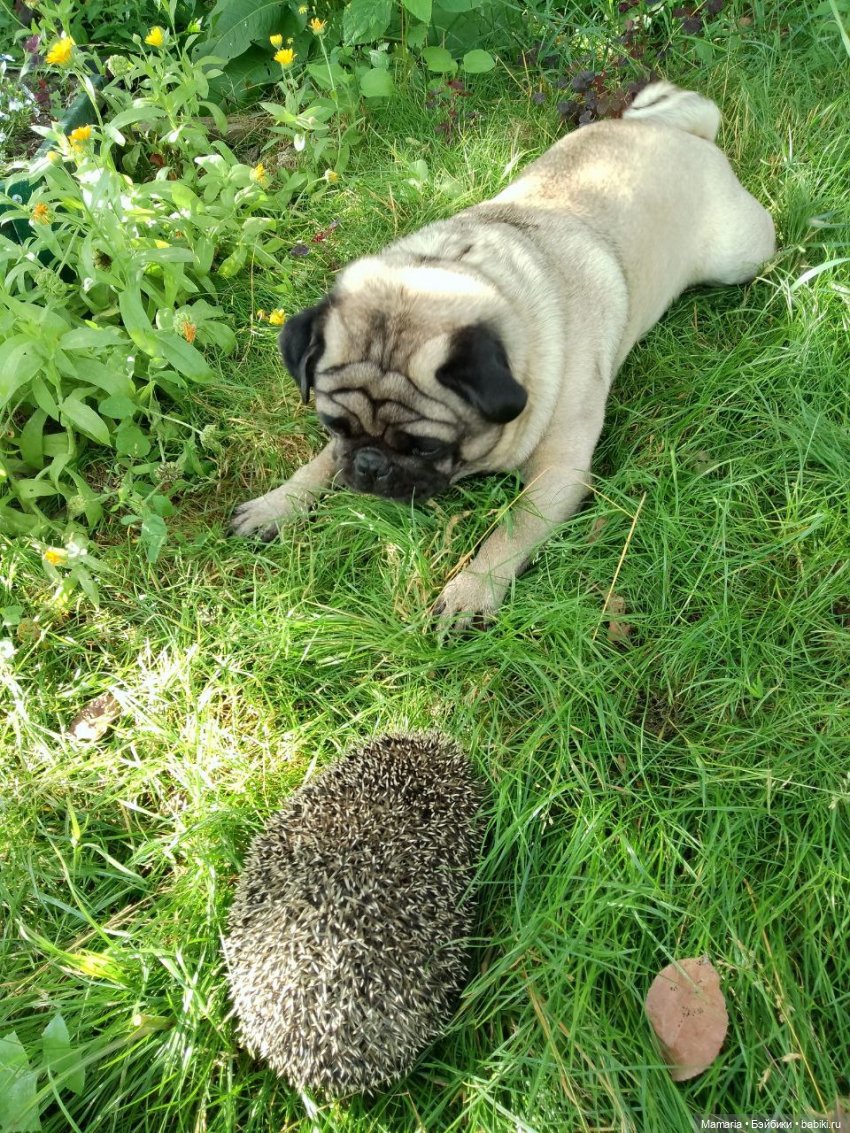 мопс + ежик