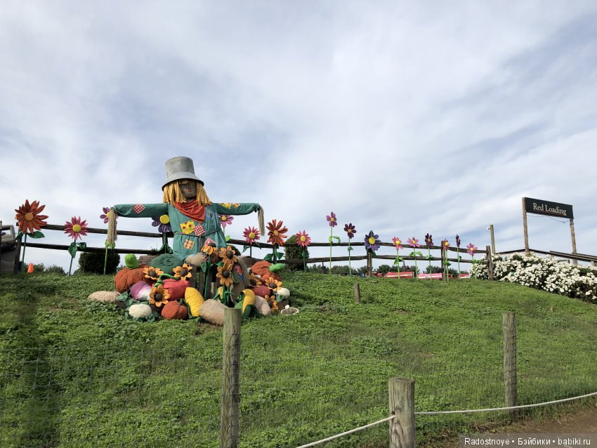 Азалия на празднике урожая (фото 8)