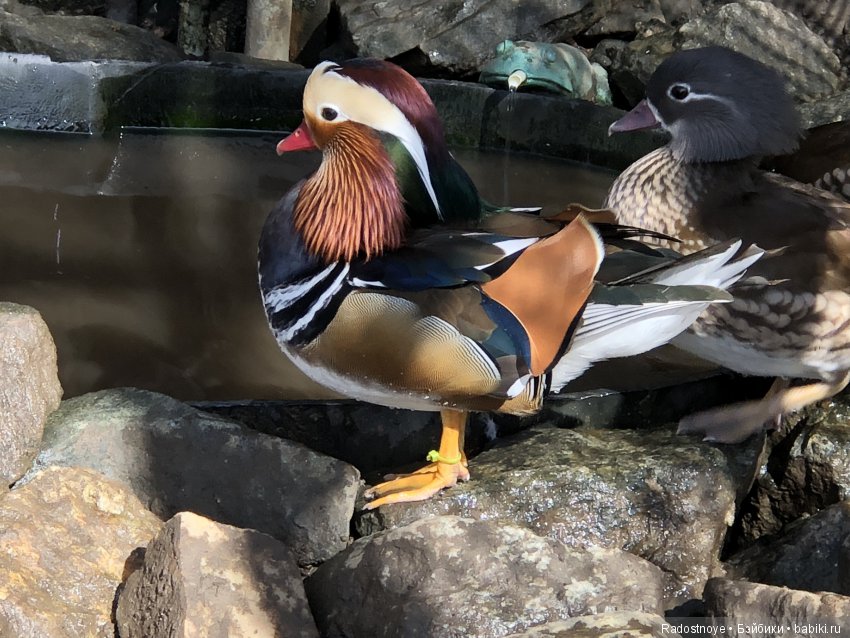 Азалия на празднике урожая