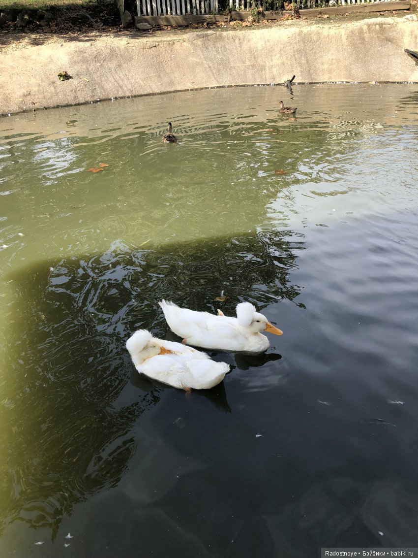 Азалия на празднике урожая