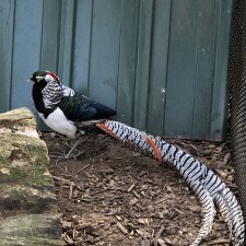 Национальный День Пирога и фазаны