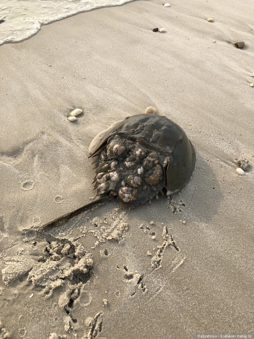 Густав, Азалия и мечехвосты
