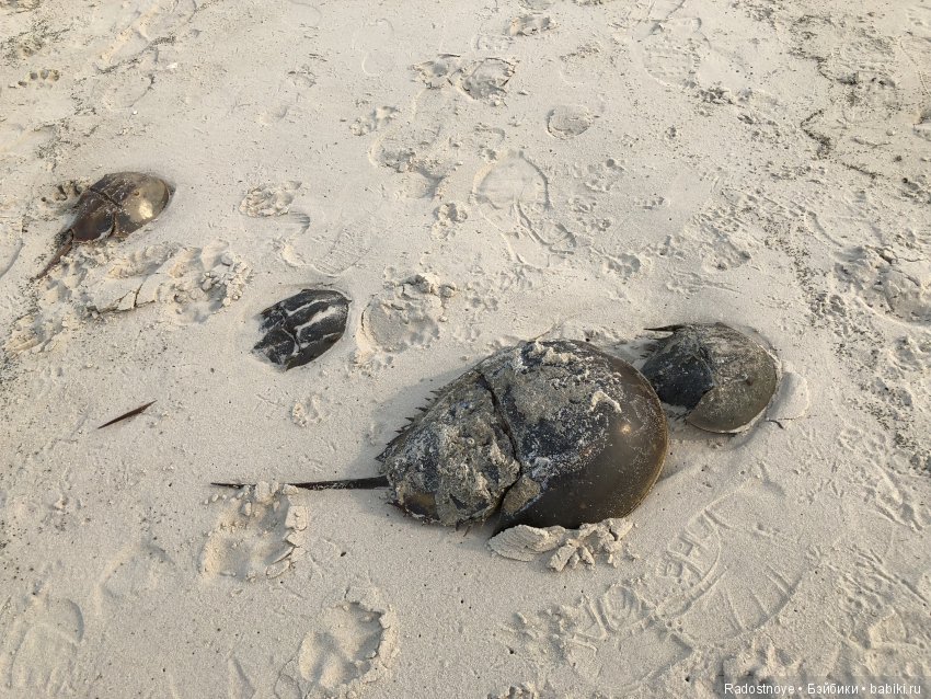 Густав, Азалия и мечехвосты (фото 7)