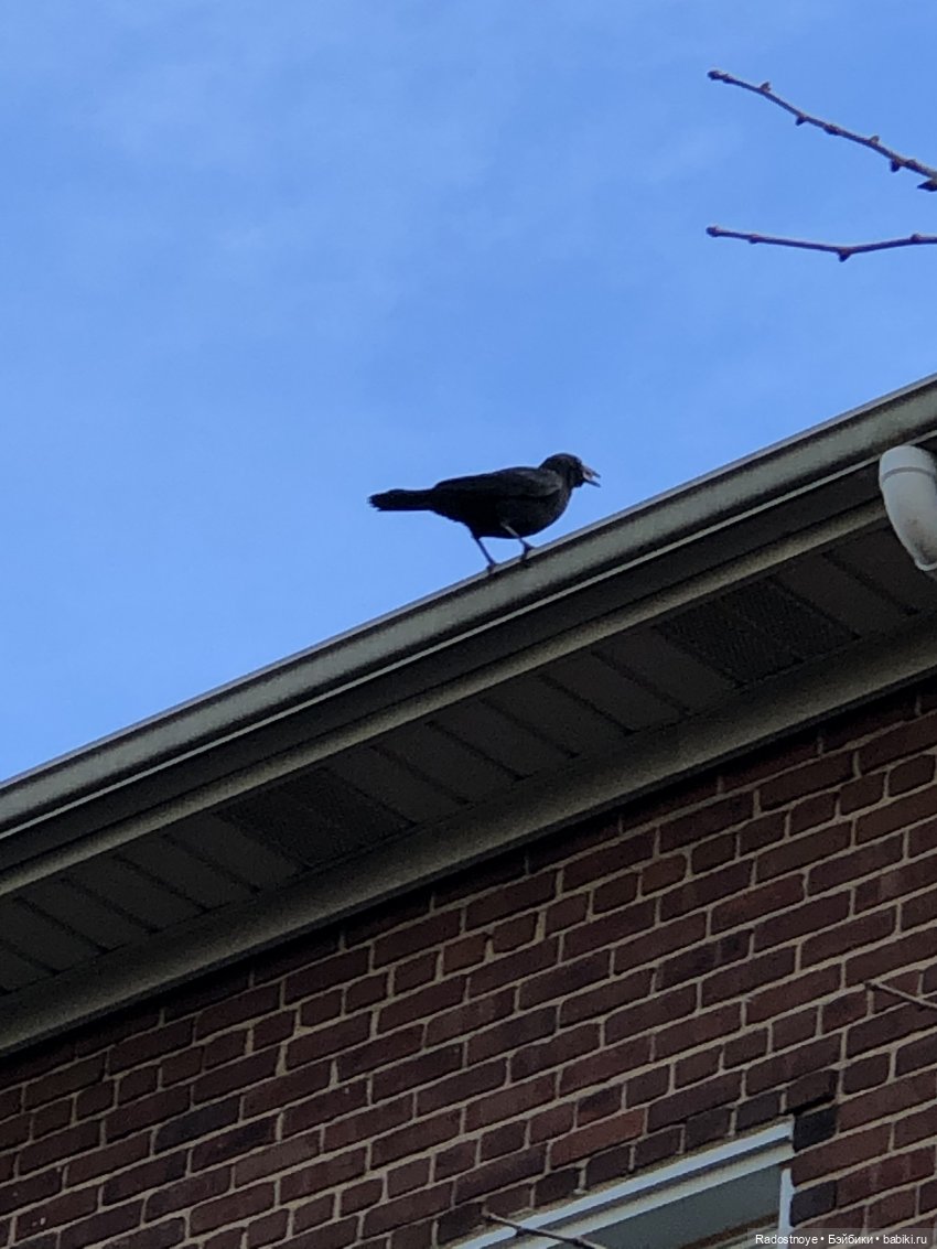 Maudlynne and Poe — Куклы