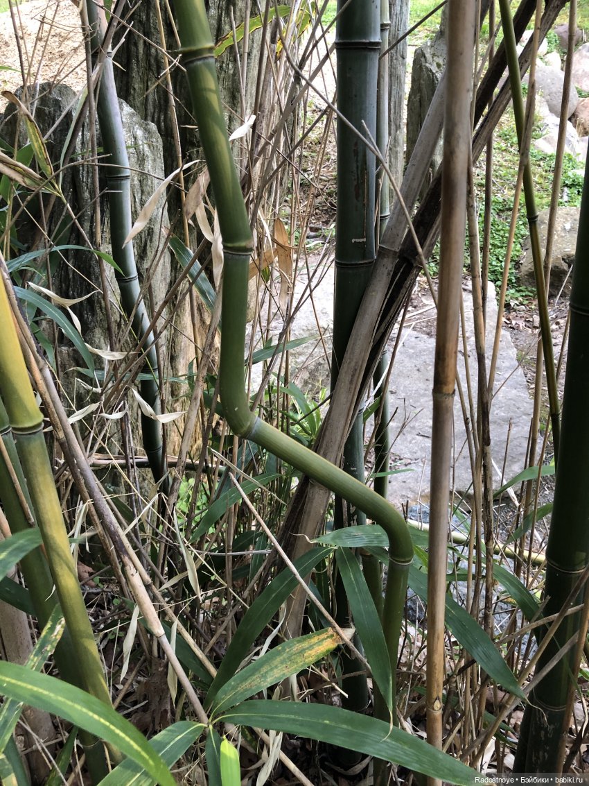 Бамбуковая роща — Куклы Dianna Effner (Эффнер) из винила: Little Darling