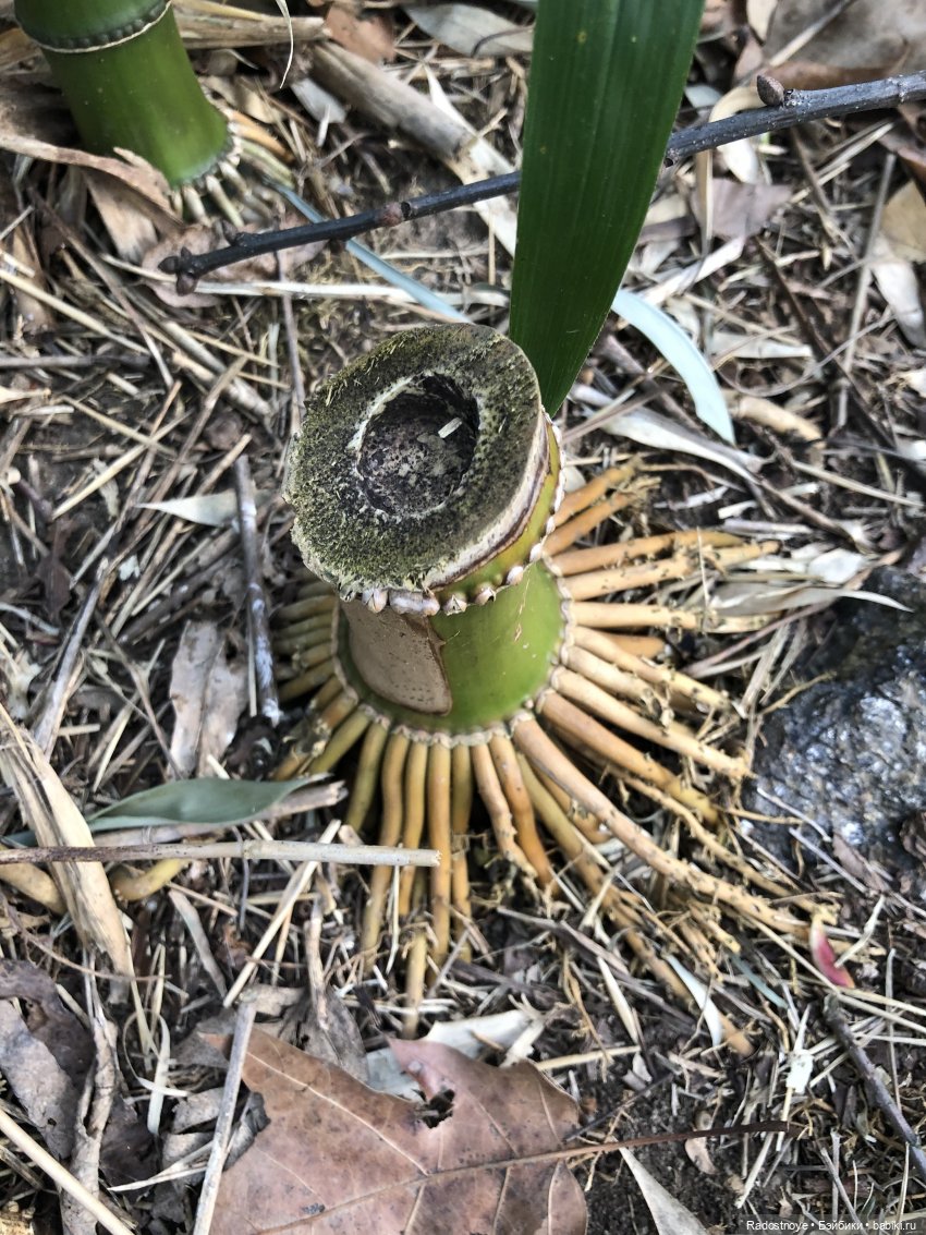 Бамбуковая роща — Куклы Dianna Effner (Эффнер) из винила: Little Darling (фото 9)