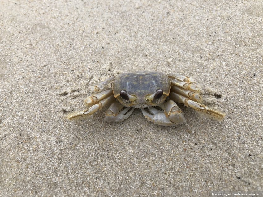 Играть, так играть — Куклы Kidz'n'Cats (Соня Хартман): шарнирные 46 см