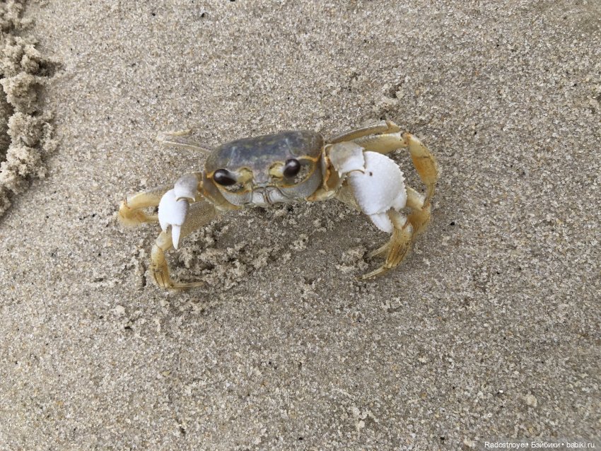 Играть, так играть — Куклы Kidz'n'Cats (Соня Хартман): шарнирные 46 см (фото 2)