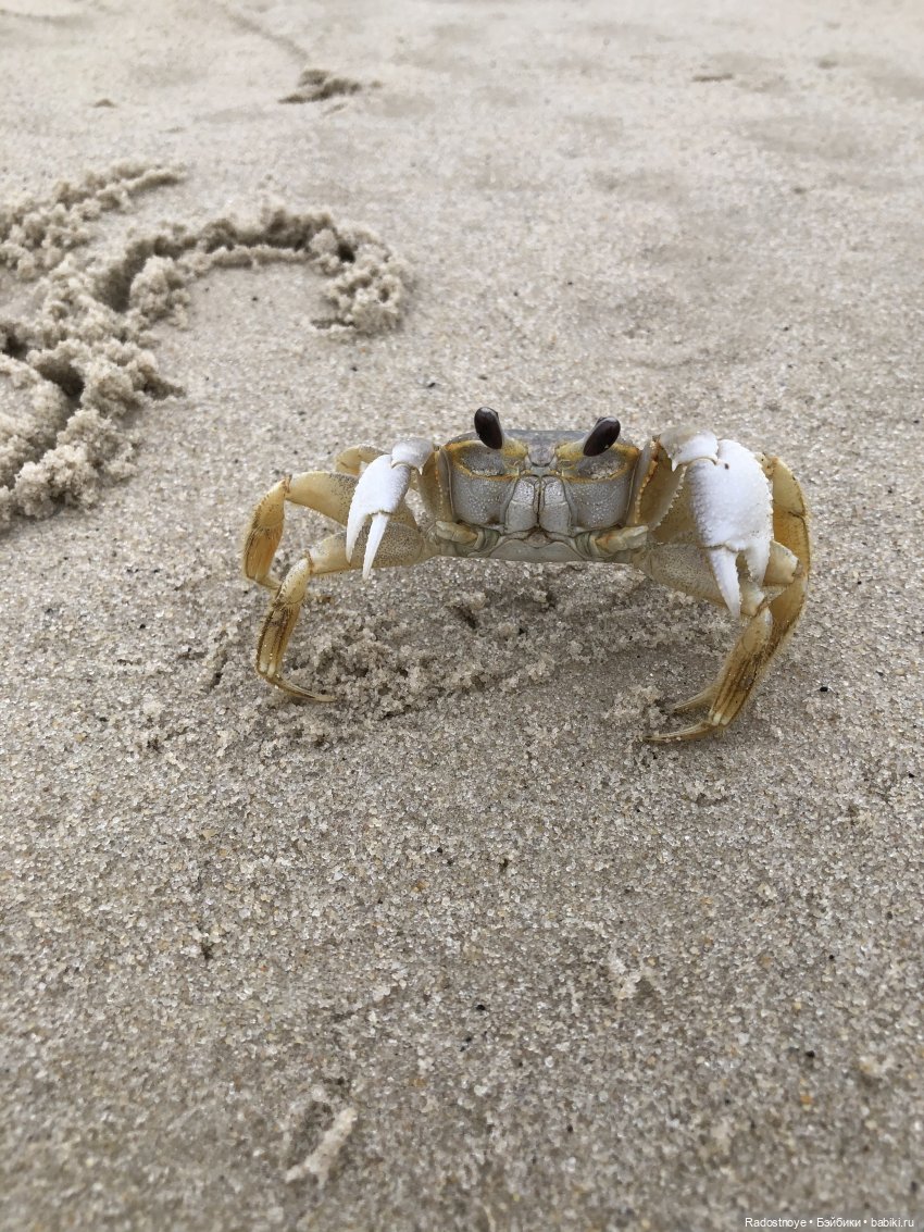 Играть, так играть — Куклы Kidz'n'Cats (Соня Хартман): шарнирные 46 см (фото 3)