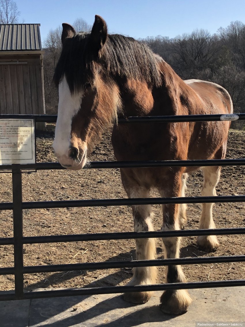 Играю по-крупному. Урок верховой езды (фото 5)