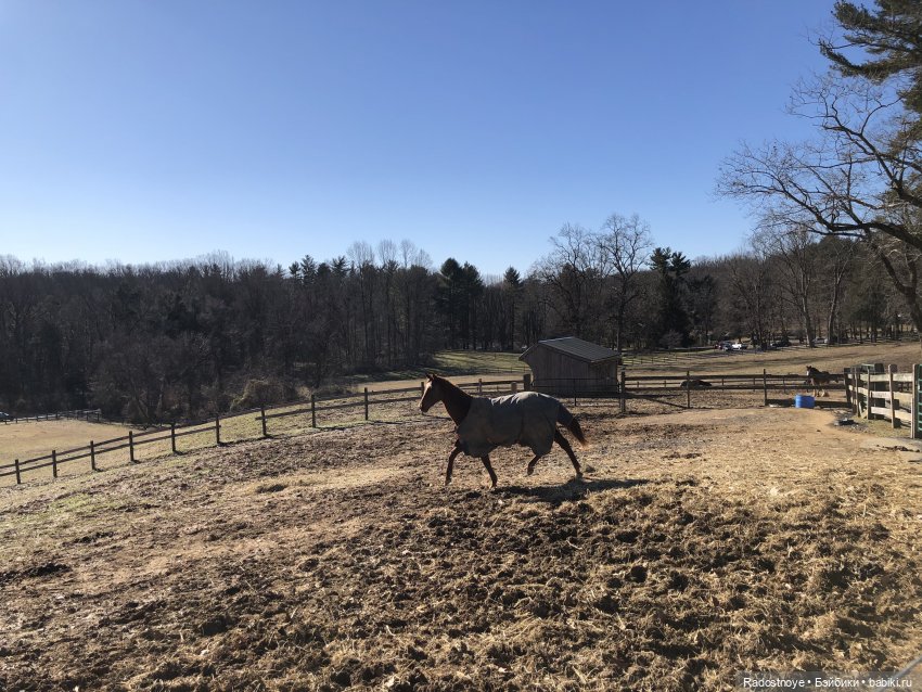 Играю по-крупному. Урок верховой езды