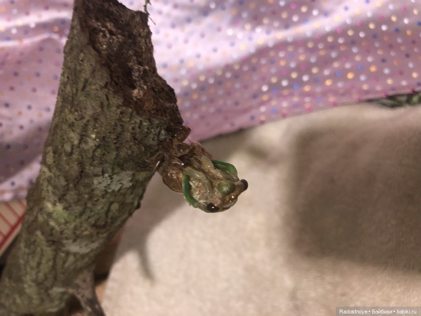 Новинки LOL. И цикада вылезает из шкурки