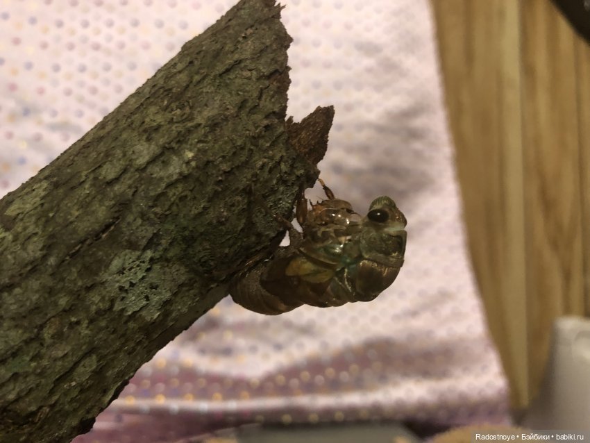 Новинки LOL. И цикада вылезает из шкурки