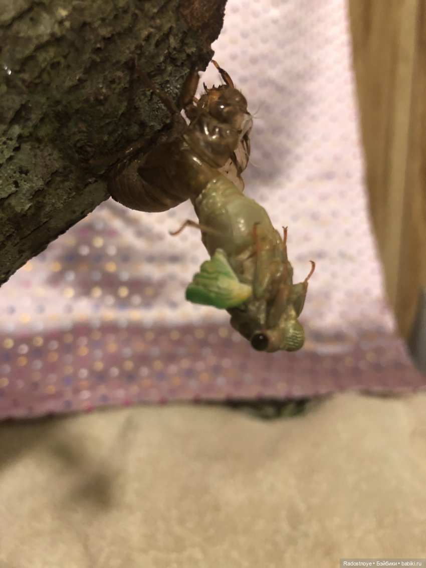 Новинки LOL. И цикада вылезает из шкурки