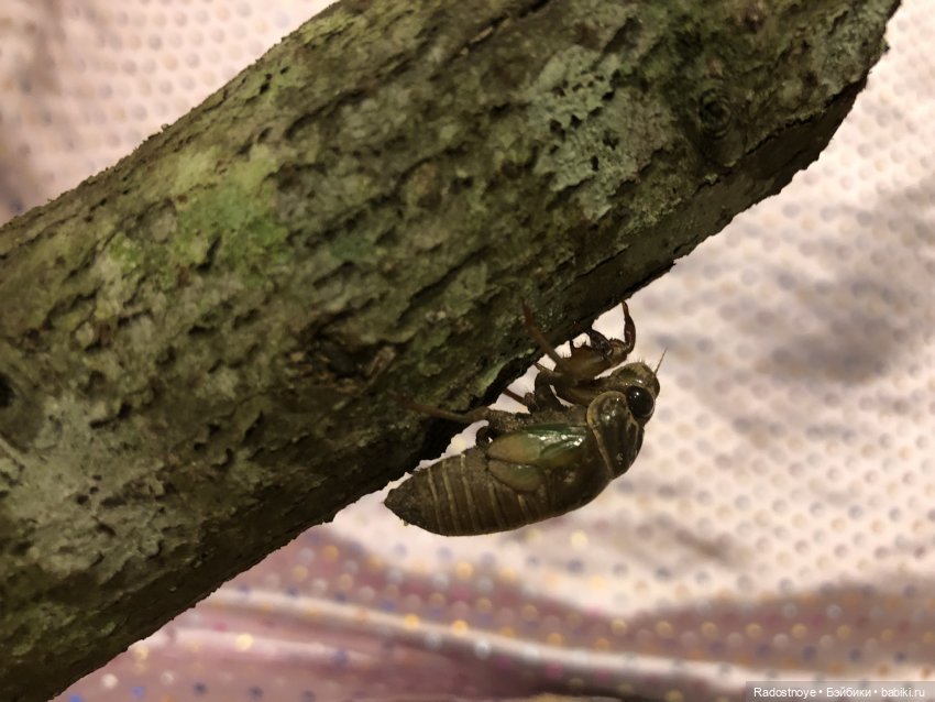 Новинки LOL. И цикада вылезает из шкурки