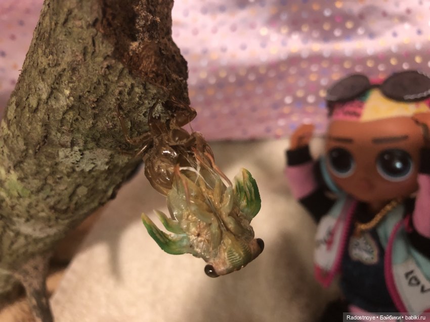 Новинки LOL. И цикада вылезает из шкурки