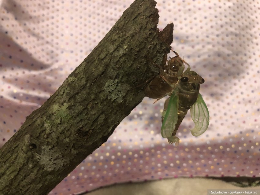 Новинки LOL. И цикада вылезает из шкурки