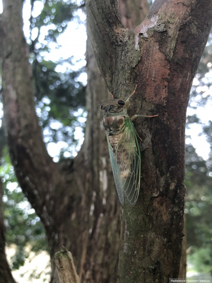 Новинки LOL. И цикада вылезает из шкурки