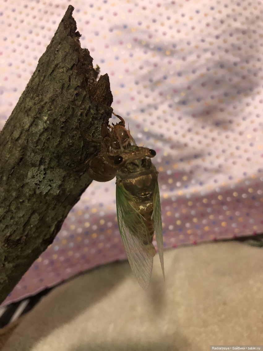 Новинки LOL. И цикада вылезает из шкурки