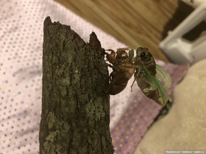 Новинки LOL. И цикада вылезает из шкурки