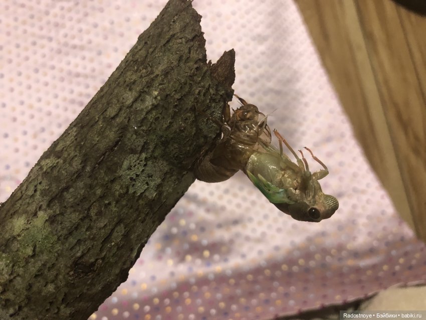 Новинки LOL. И цикада вылезает из шкурки
