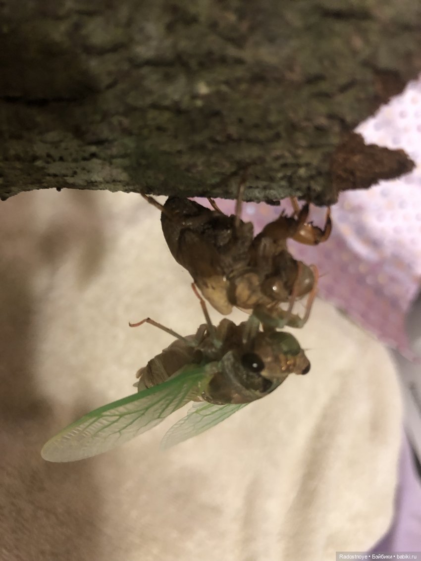 Новинки LOL. И цикада вылезает из шкурки