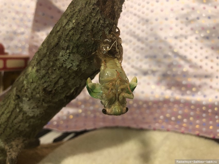 Новинки LOL. И цикада вылезает из шкурки