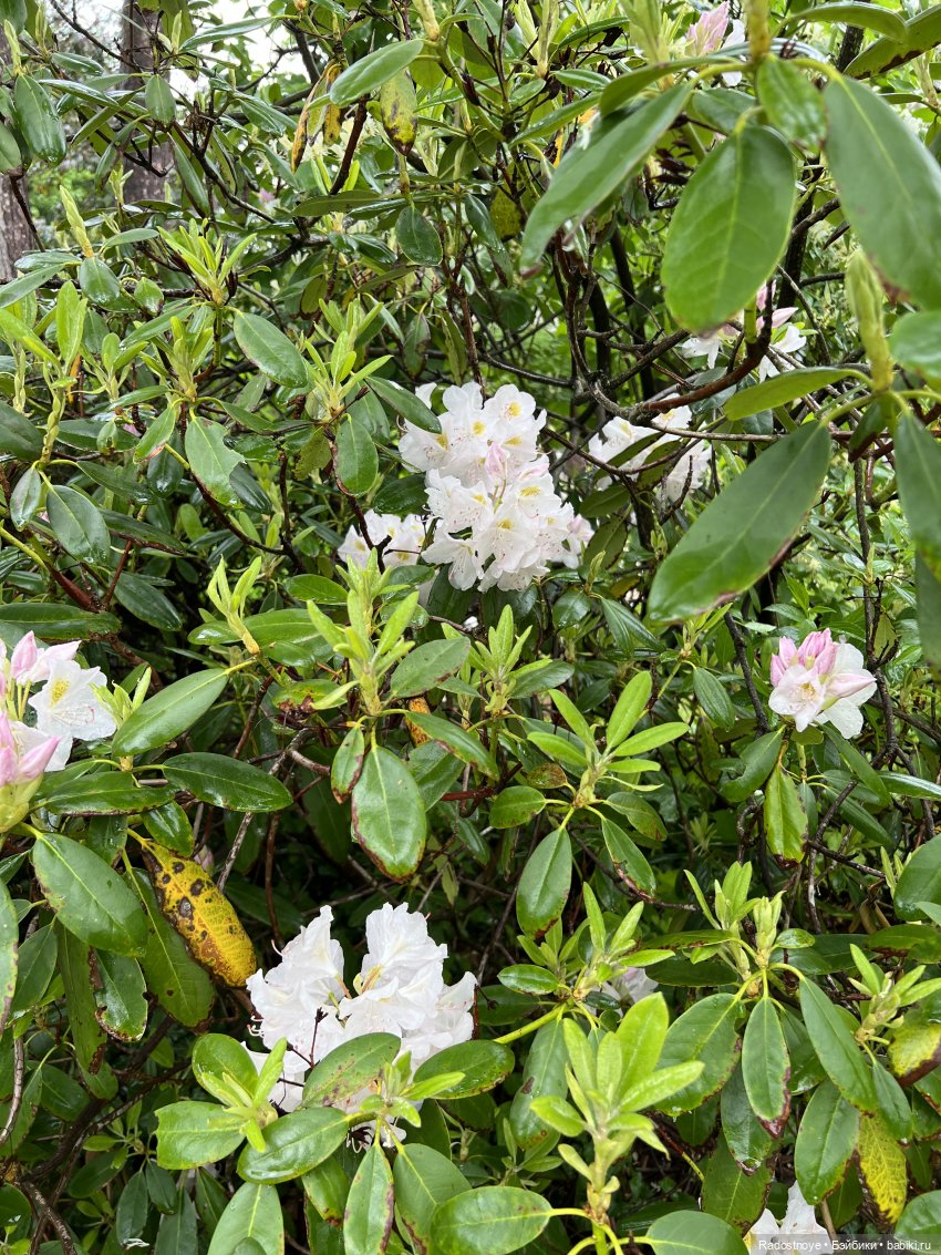 Шаловливый ветер — Куклы Secretdoll (Секретдолл): BJD (БЖД) (фото 7)