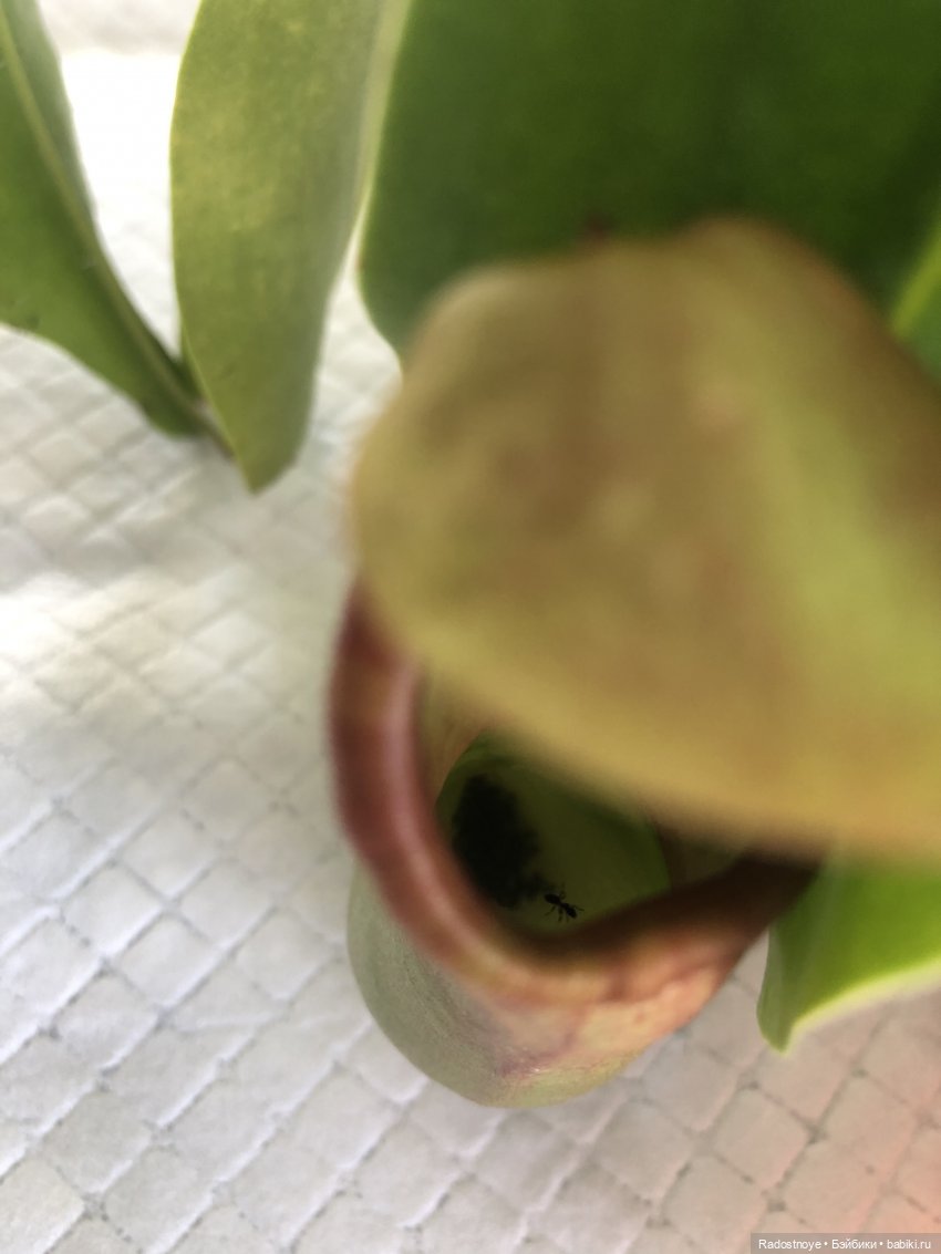 Шаловливый ветер — Куклы Secretdoll (Секретдолл): BJD (БЖД) (фото 4)