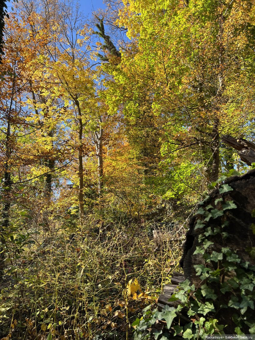 Куда привели меня ведьмочки…