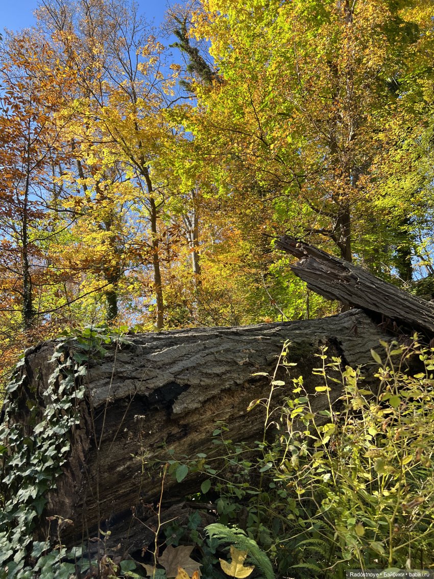 Куда привели меня ведьмочки…