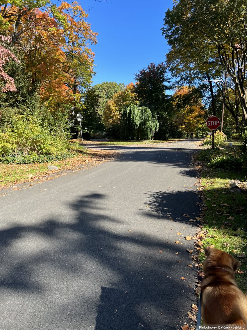 Куда привели меня ведьмочки…