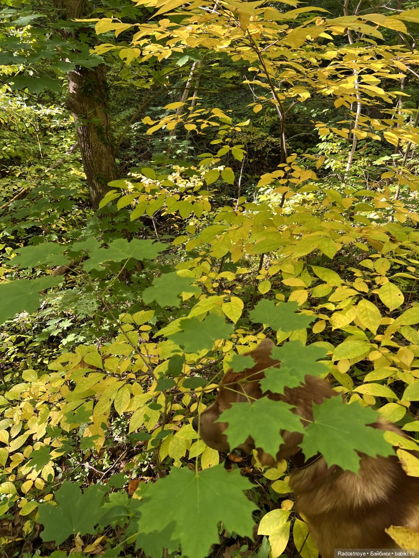 Куда привели меня ведьмочки…